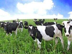 天气变暖，又可以在荷兰看到奶牛们的身影啦！